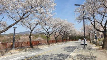 제천시, 벚꽃 개화기 청풍면 물태리 일원 행정명령 발령