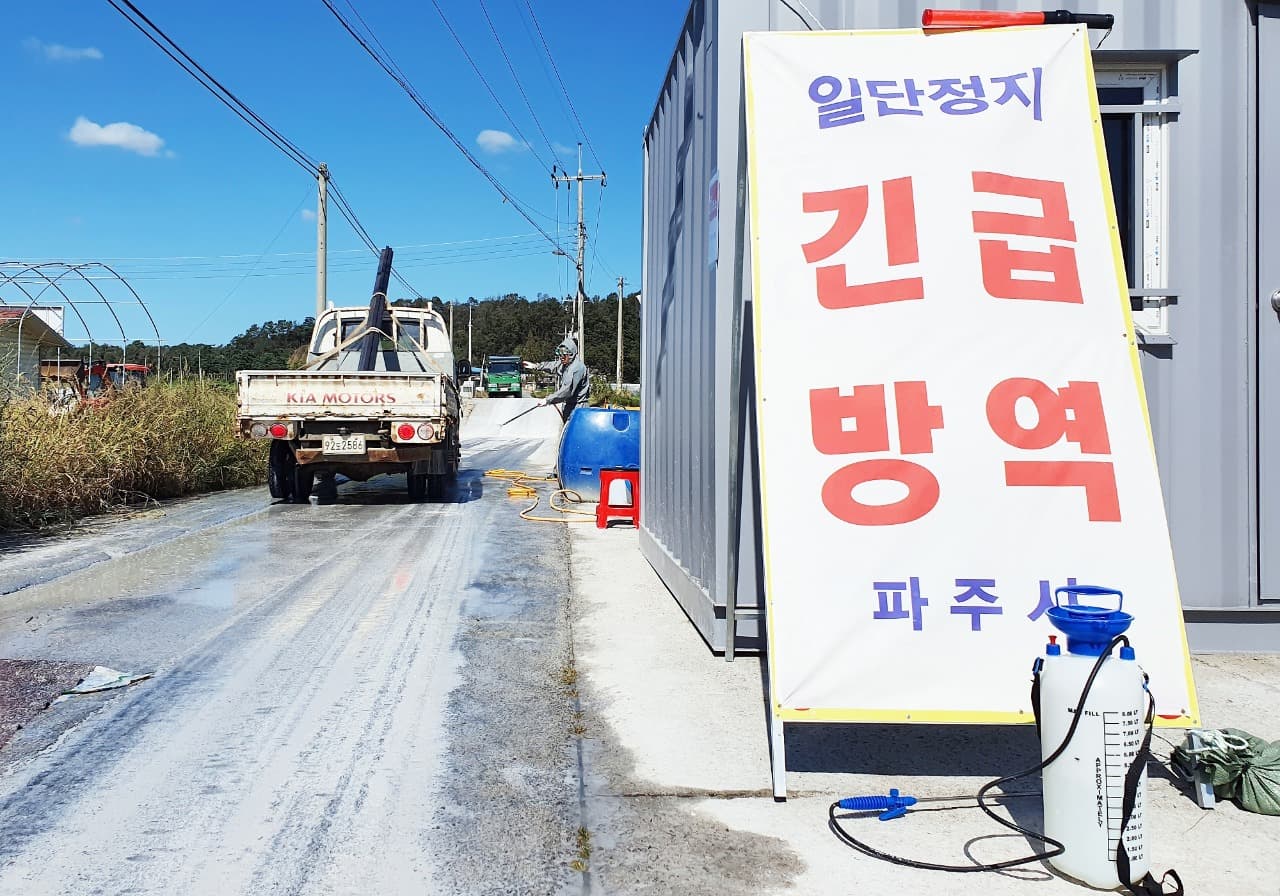 파주시, 아프리카돼지열병(ASF) 추가 발생한 1개 농가 안락사 작업 완료
