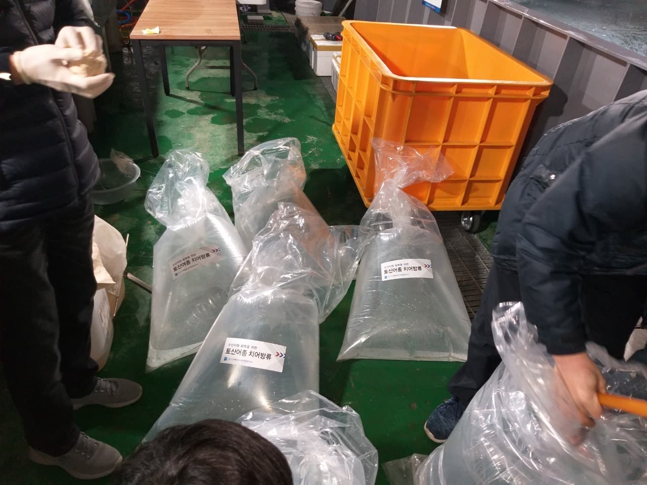 해양수산자원연구소, 빙어 부화자어 130만 마리 방류