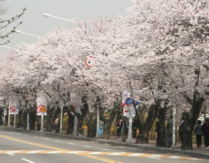 벚꽃놀이는 내년에, 이번 주말 여의도한강공원 주차장 폐쇄