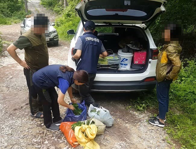 산나물·산약초 등 임산물 굴취·채취 행위, 모집 산행 집중 단속