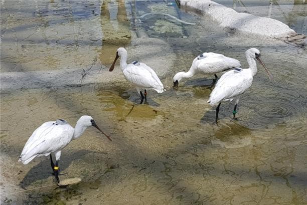 구사일생 멸종위기 저어새 5마리, 원서식지에 방사