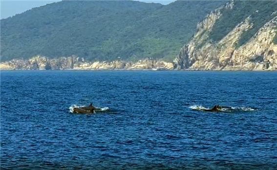 국제적 보호종 흑범고래, 다도해해상 거문도에서 최초 포착
