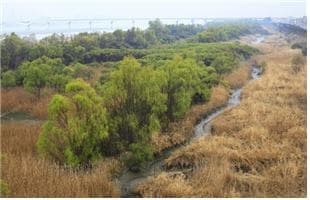 고양 장항습지, 우리나라 24번째 ‘람사르 습지’로 등록