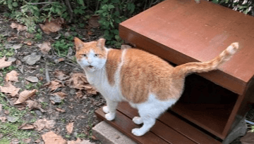 길고양이 급식소 36개소로 확대 운영