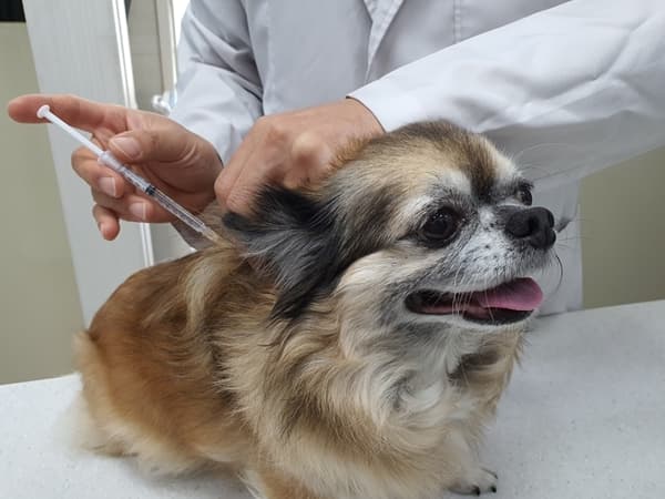 서울시, 취약계층 반려동물 진료비 걱정마세요! `우리동네 동물병원` 3월부터 지원