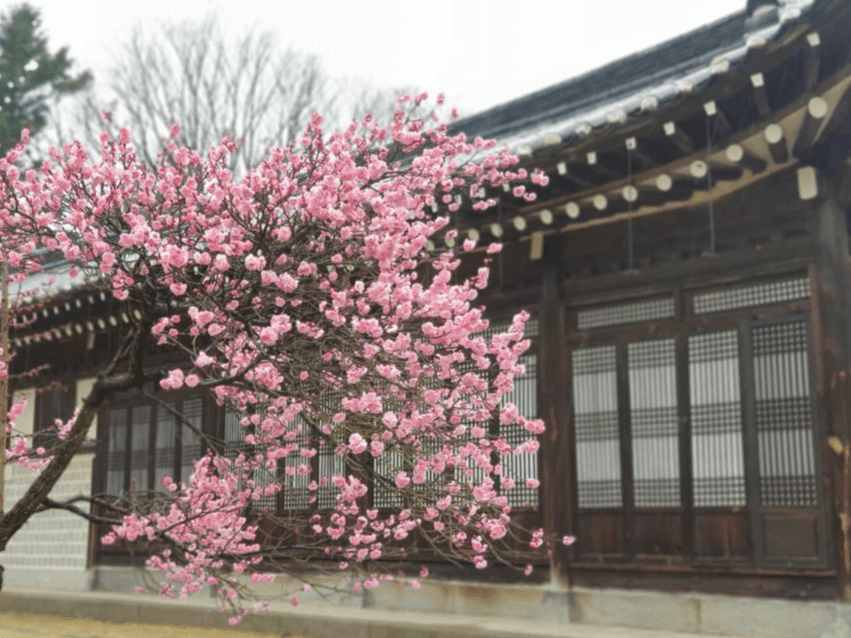 봄 꽃 핀 현충사, 한 시간 일찍 관람하세요