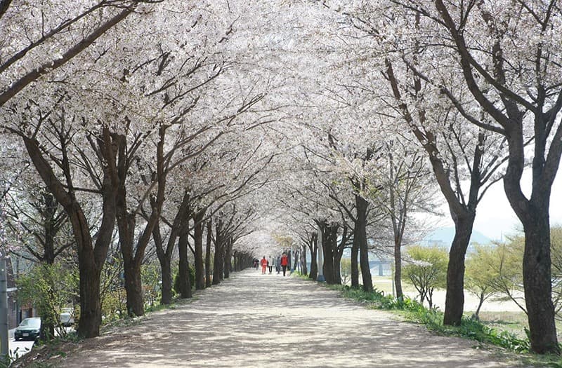 벚꽃 내음 가득한 도심, 봄내음길으로의 여행