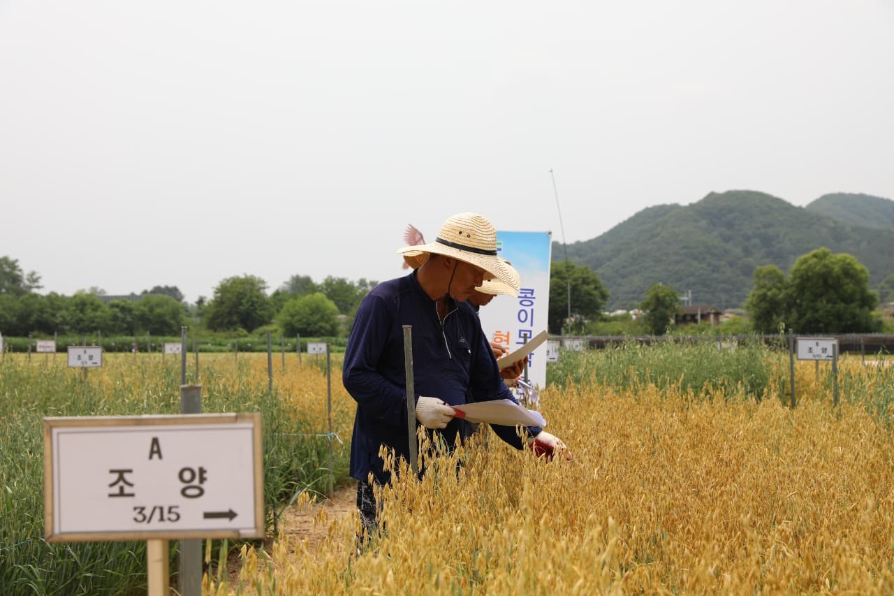 콩 이모작용 쌀귀리 6월 중하순 장마전 수확 끝내야