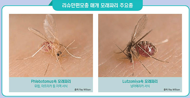 모래파리가 옮기는 ‘리슈만편모충증’, 2년만에 해외유입 감염