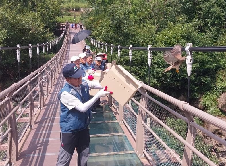 구조된 천연기념물 황조롱이 8마리... 자연의 품으로