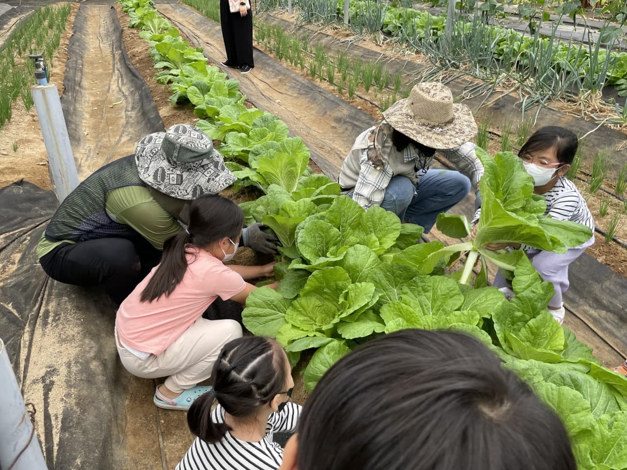 서울시, 배추 수확하고 가마솥에 옥수수도 찌고…농업체험 유‧청소년 600명 모집