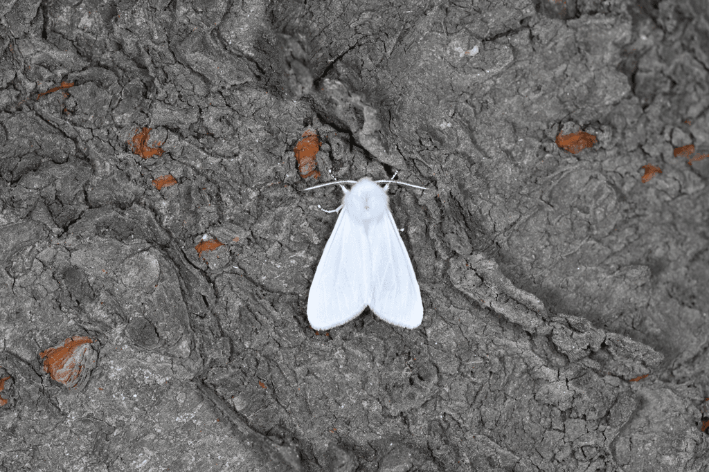 산림청, 미국흰불나방 발생 예보 관심에서 경계 단계로 상향