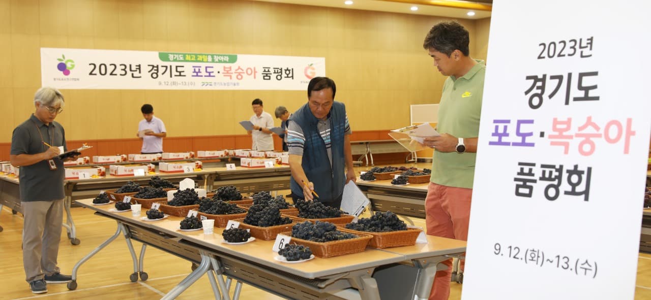경기도농기원, 경기도 최고 포도·복숭아 선발 행사 가져