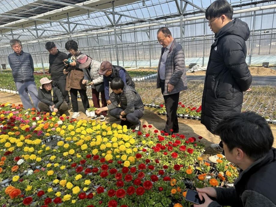 세종시 화훼시범재배농가 출하 봄꽃, 중앙공원에서 첫선