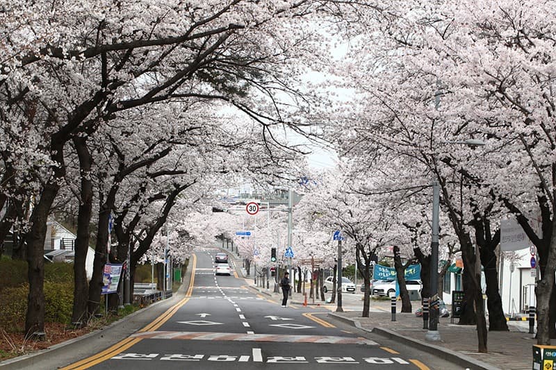 대구에 핀 첫 벚꽃, 아름다운 봄내음길로 떠나보자
