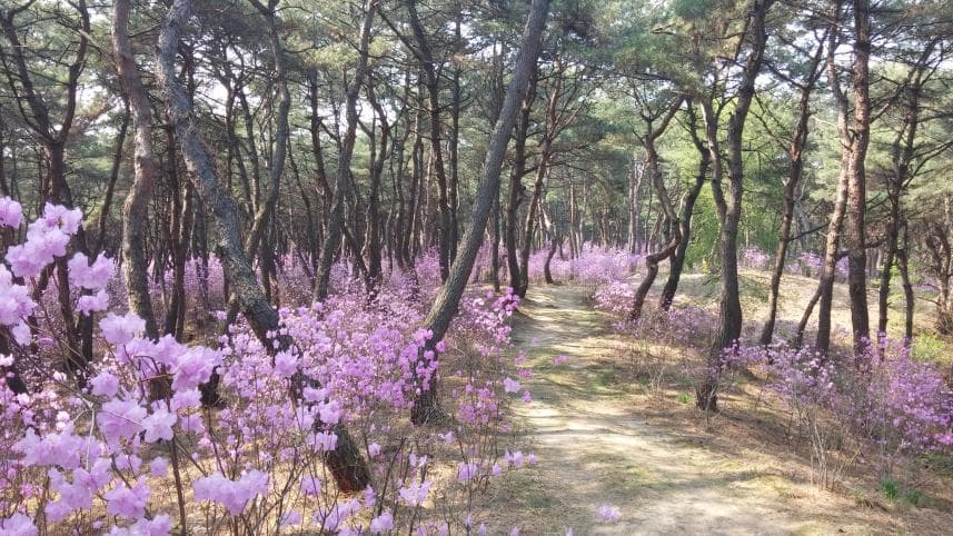 분홍빛 진달래꽃 핀 봄의 세종대왕릉으로 초대합니다