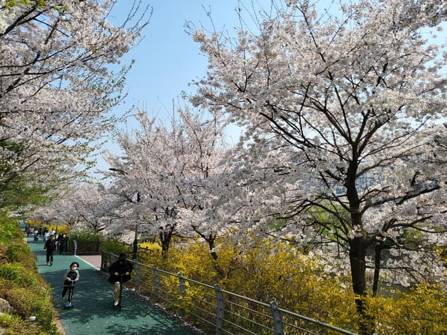 성남시 벚꽃 9경 “도심 곳곳에서 봄 만끽하세요”