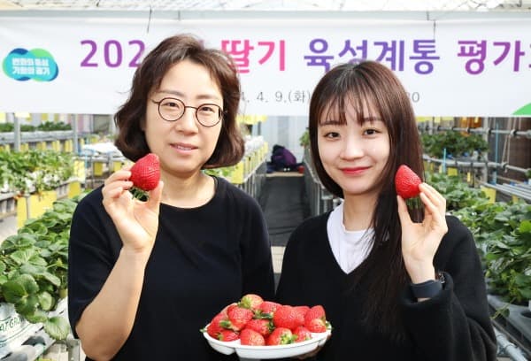 경기도농기원, 저장성도 좋고 당도 높은 딸기 유망계통 선보여