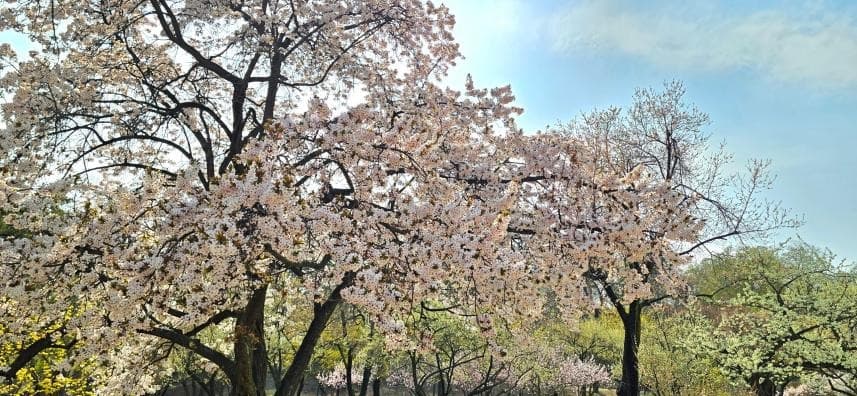 오얏꽃 향기 맡고 역사 이야기 들으며 창덕궁의 자연유산 즐기기