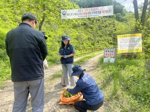 불법 산나물 채취, 무단입산 행위 집중단속!