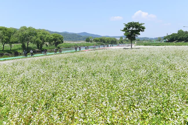 성남 탄천 5950㎡ 규모 메밀꽃밭 ‘장관’