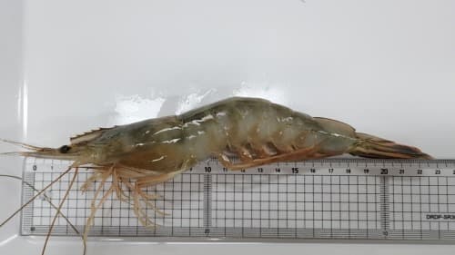 경기도 해양수산자원연구소, 토종 대하 100만 마리 방류. 경기바다 자원조성