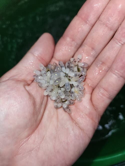 경기도 해양수산자원연구소, 어린 주꾸미 5만 마리 경기바다 연안에 방류