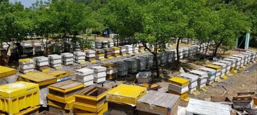 월동시기 꿀벌 실종 그만! … 경기도, 꿀벌 집단폐사 대응 위한 양봉농가 특별 교육 실시