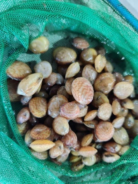경기도 해양수산자원연구소, 새조개 1만 마리 화성 도리도 갯벌에 방류. 경기도에서는 첫 시도