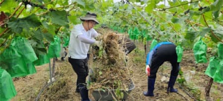 농식품부 소속·산하기관, 호우 피해 농가의 신속한 영농재개를 위해 2,600여명이 한마음되어 총 출동!