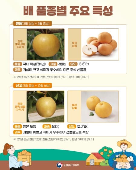 ‘24년산 햇사과에 이어 햇배도 출하 개시!햇과일 공급 확대로 가격 안정화 기대