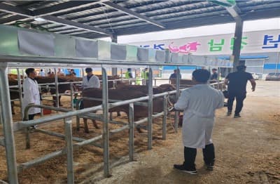 경남 최고 한우 선발, 2024년 경남 한우경진대회 개최