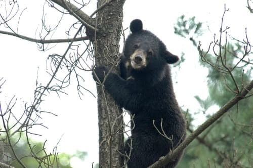 반달가슴곰 복원 20년… 인간과 공존의 미래를 그린다