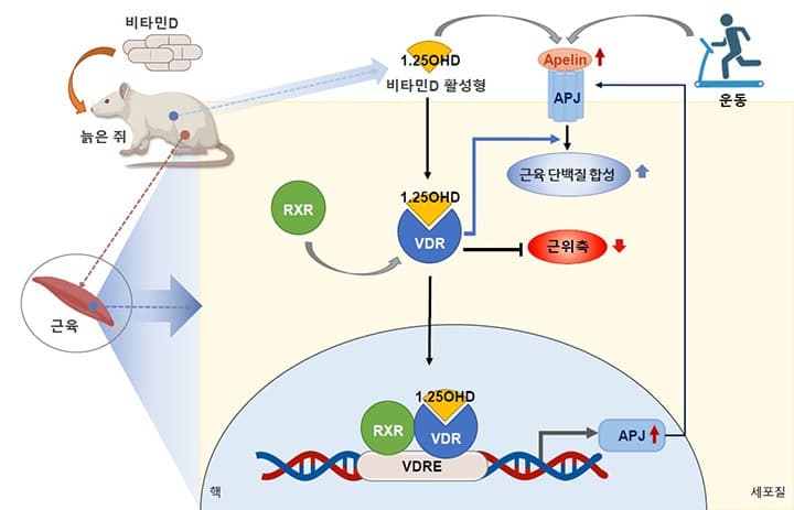 질병청 “비타민D 보충, 노년기 근감소증 예방에 효과”
