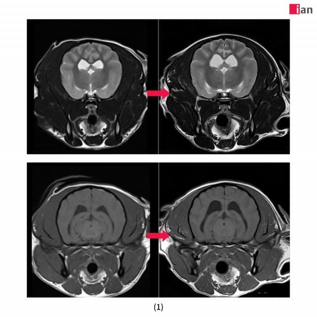 이안동물의학센터, AI 기반 MRI 촬영 1000건 달성