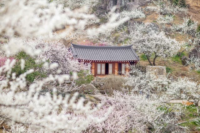 승우여행사, 봄꽃 테마 여행지로 순천 금둔사·광양 매화마을·구례 화엄사·고창 선운사 등 추천