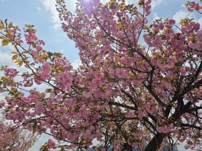 미사경정공원 ‘차 없는 겹벚꽃길’ 조성… 봄철 명소로 주목