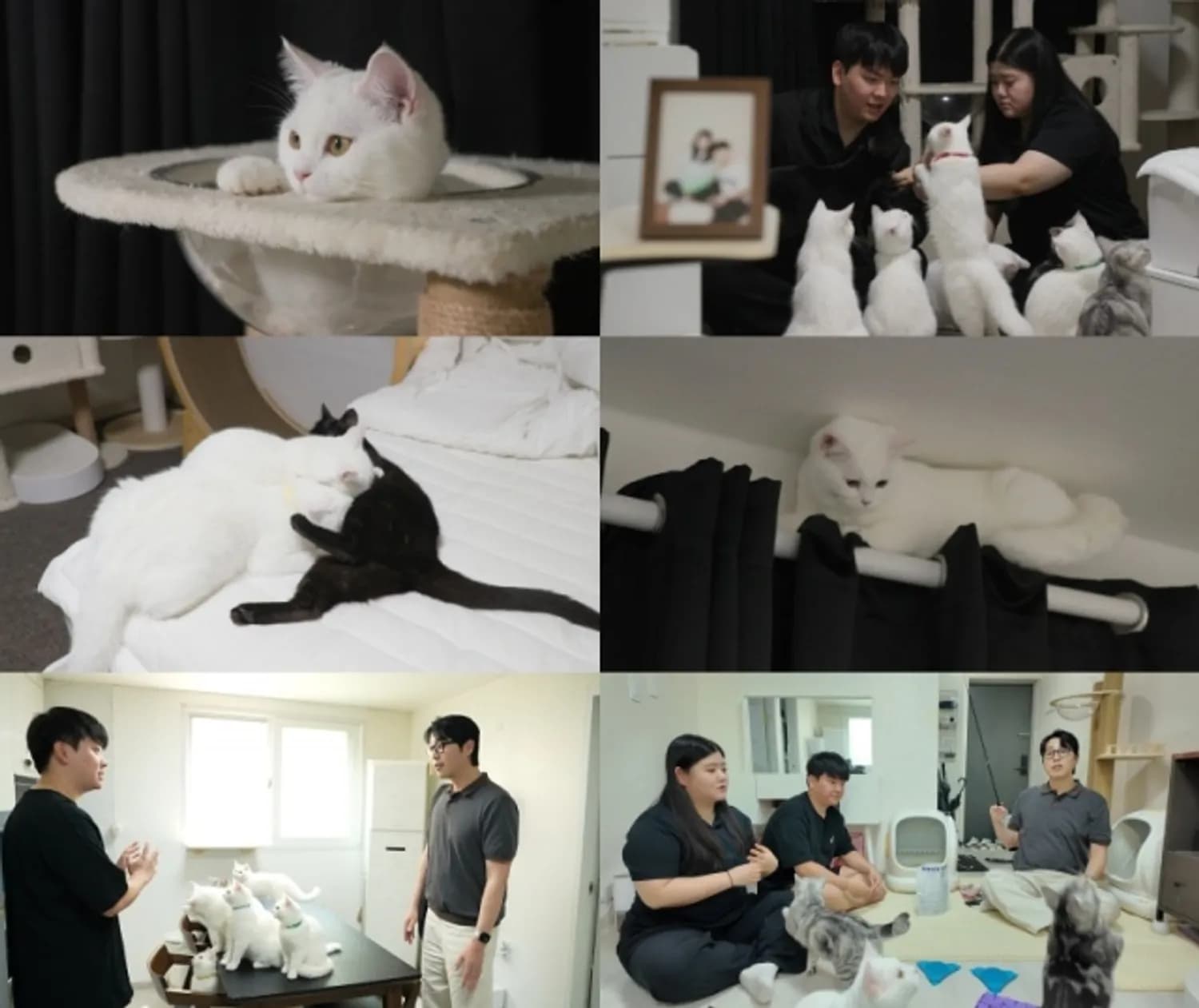 3년 만에 돌아온 고양이 해결사… EBS ‘고양이를 부탁해’ 시즌 8, 7월 11일 방송